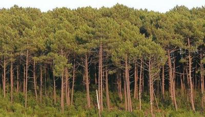¿Puede la naturaleza curar los acúfenos? ¿Puede la naturaleza curar los acúfenos?